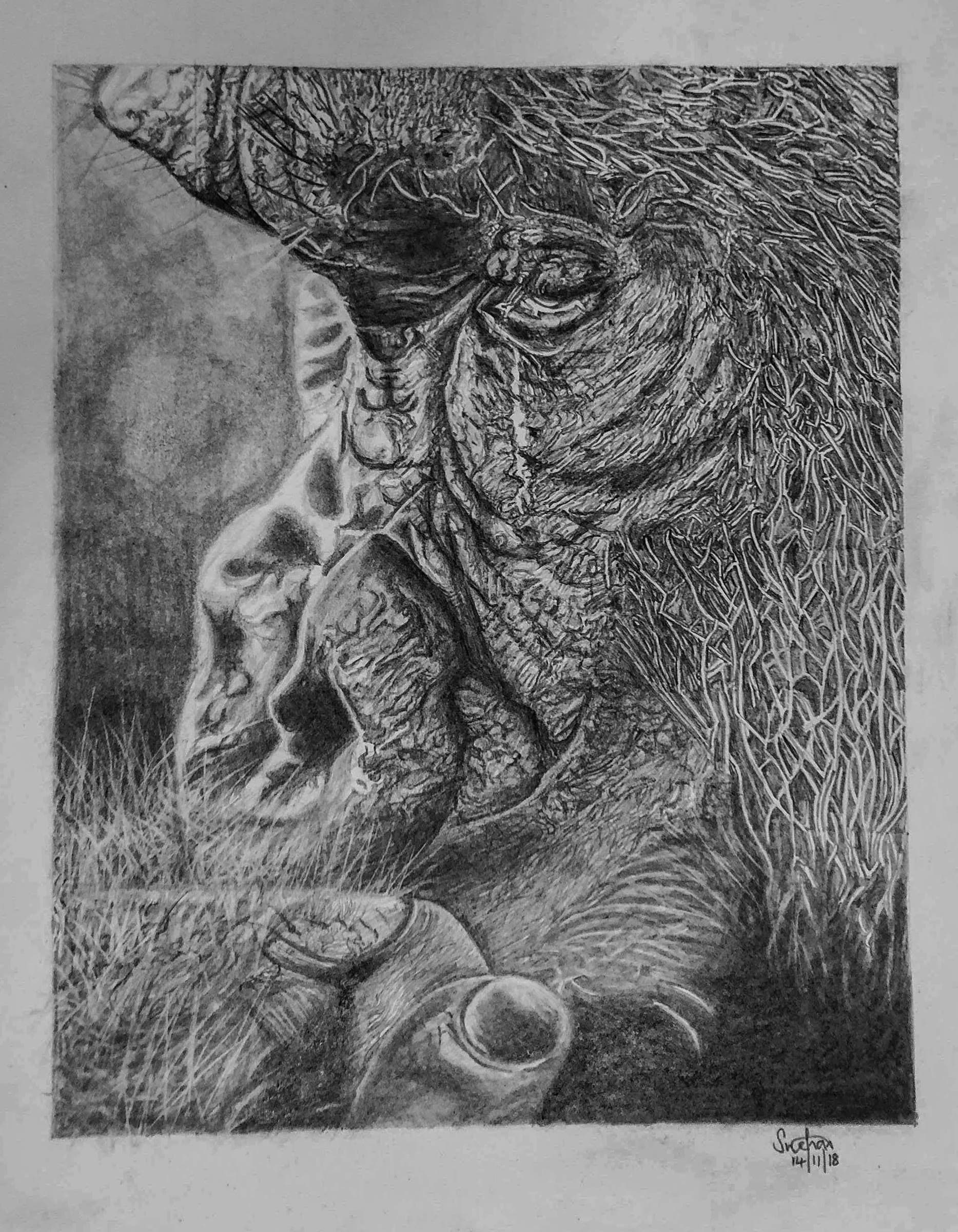 Close-up graphite drawing of an elephant's eye and trunk